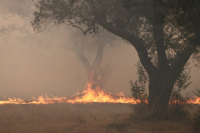 Φωτιά στον Έβρο: Σε ύφεση η