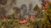 Φωτιά στη Χαλκίδα: Καίει
